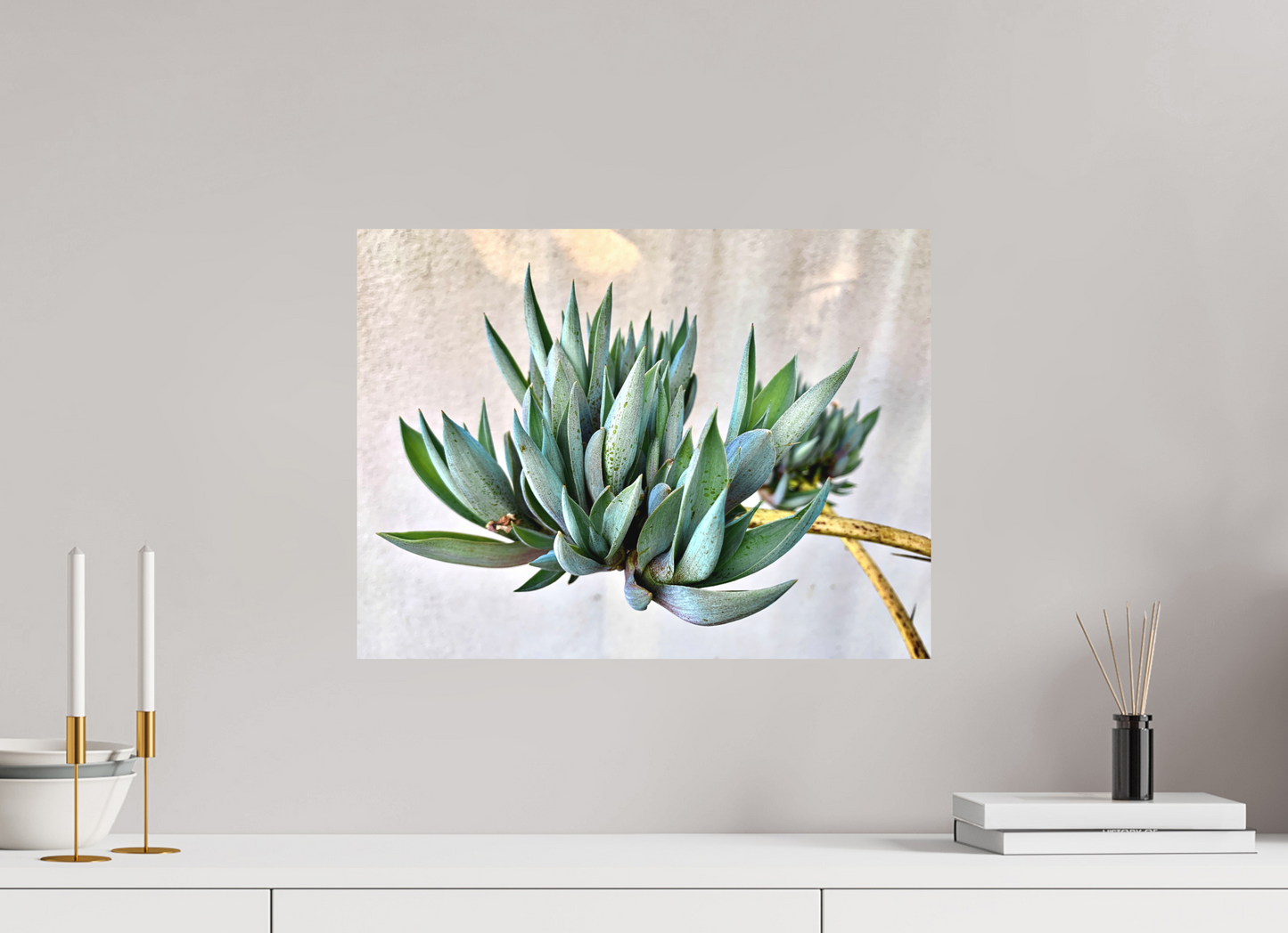 Desert Cactus Blossom on Stem