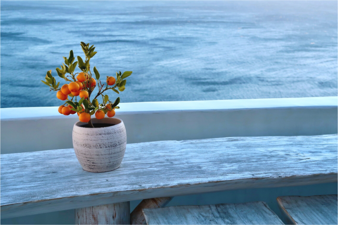 Potted Calamondin Oranges