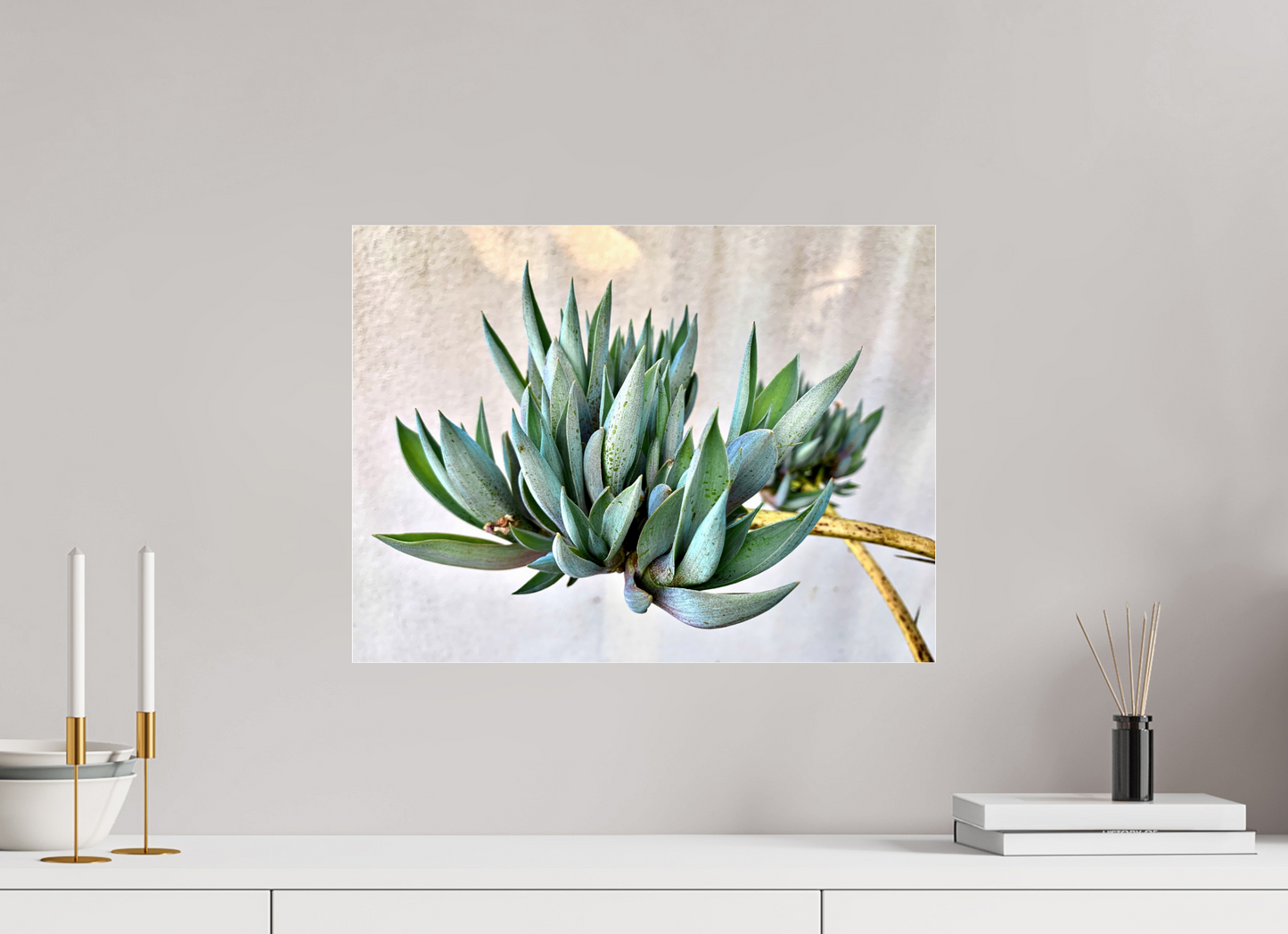 Desert Cactus Blossom on Stem