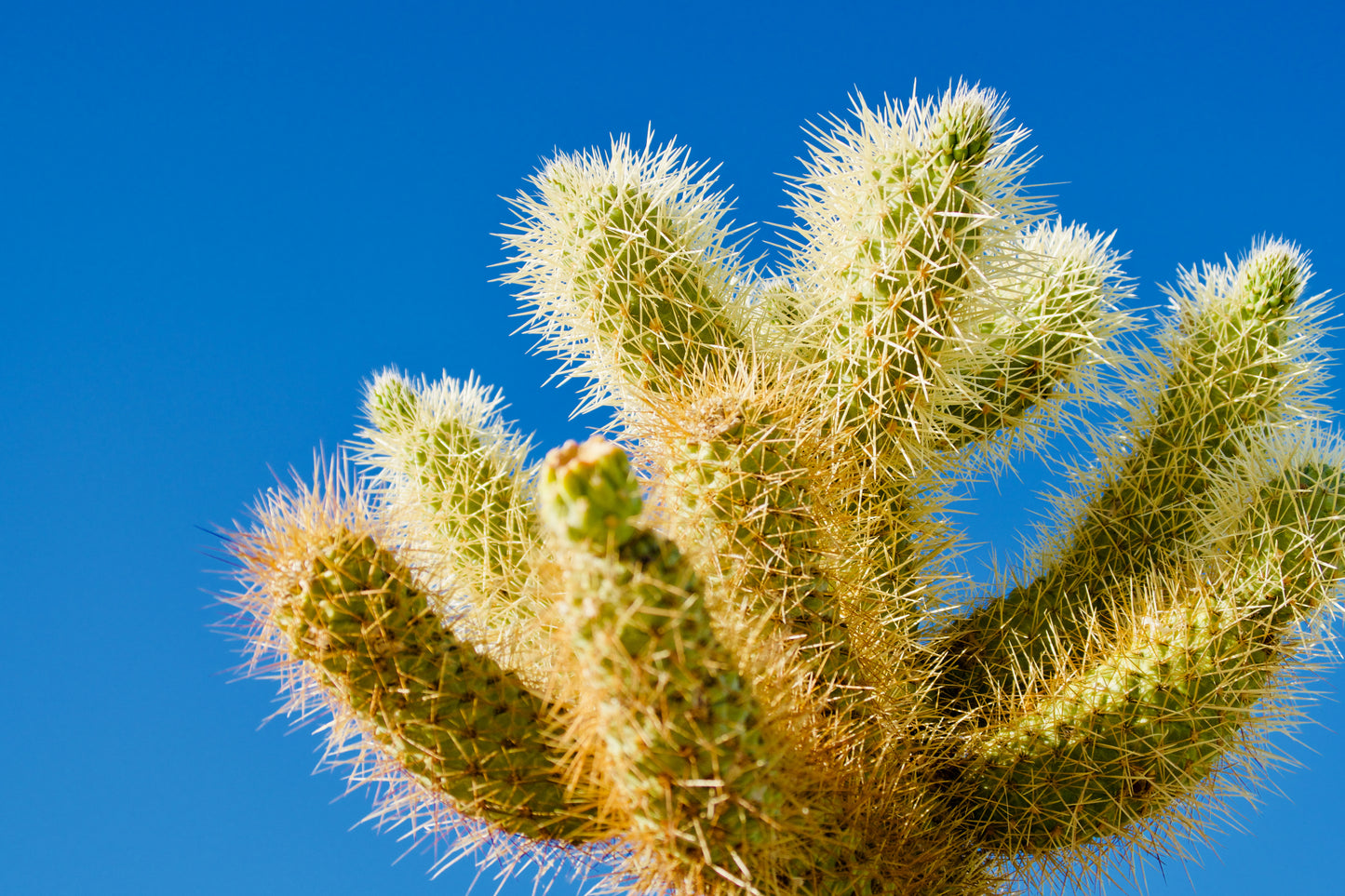Cactus and Sky