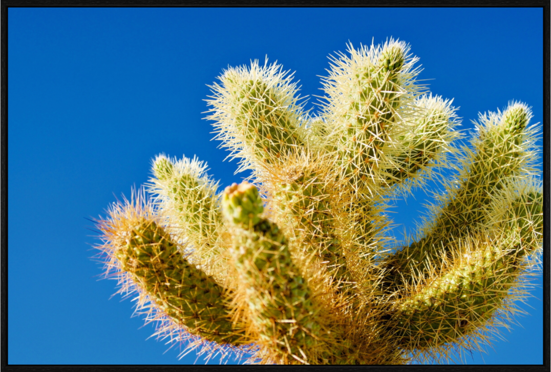 Cactus and Sky