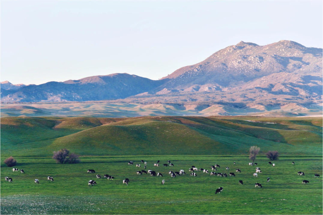 Borrego Springs Cow Grazing Pastures