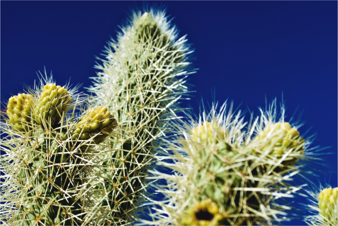 Silver Cholla Blue Sky