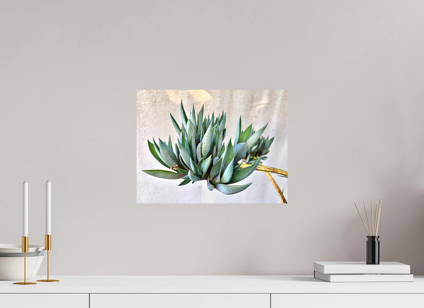 Desert Cactus Blossom on Stem