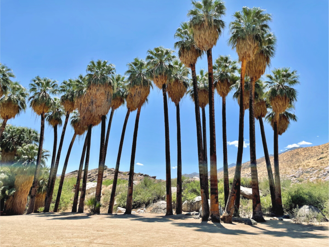 Palms of Santa Rosa