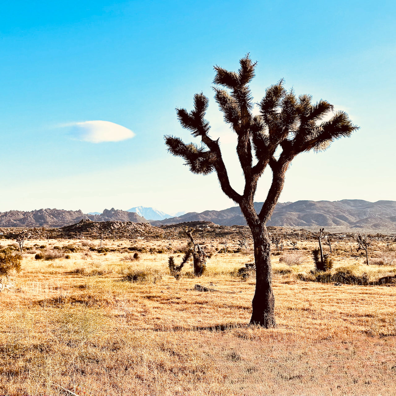 Desert