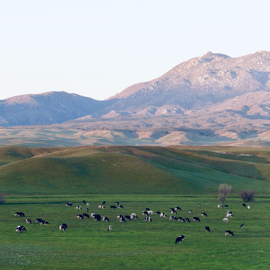 Borrego Springs Cow Grazing Pastures