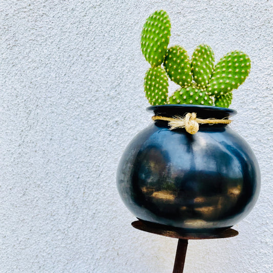 Cactus Pot Display