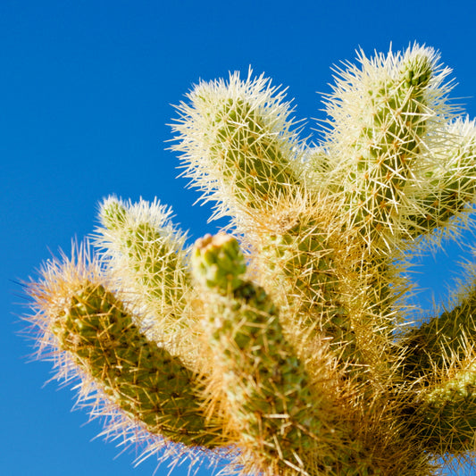 Cactus and Sky