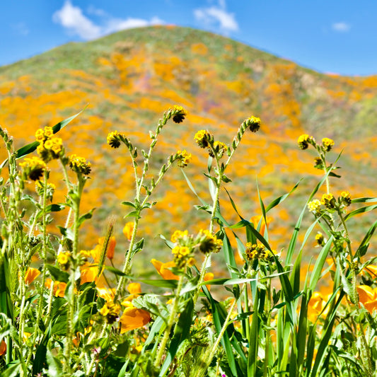 Dancing Yellow Wild Flowers
