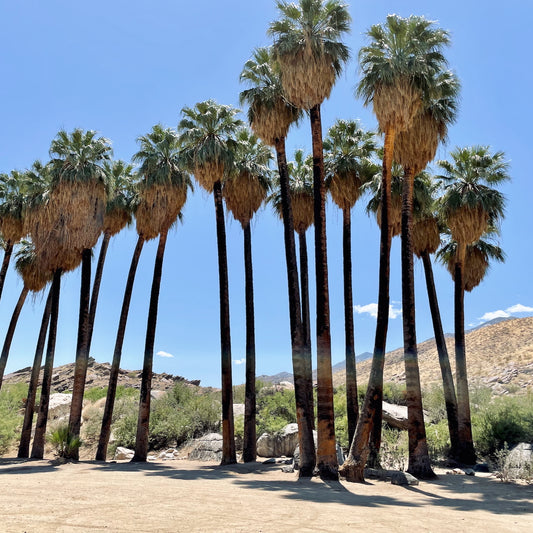 Palms of Santa Rosa