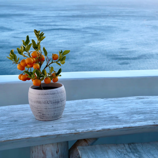 Potted Calamondin Oranges