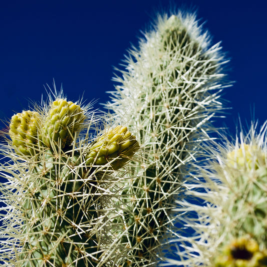 Silver Cholla Blue Sky
