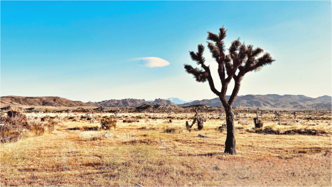 Lone Yucca Valley Joshua Tree